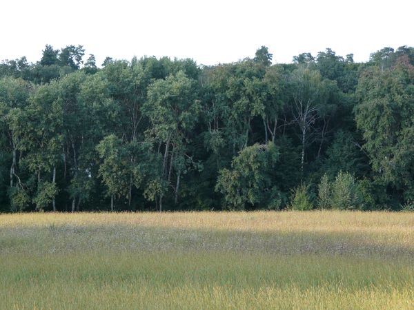 forest side view texture